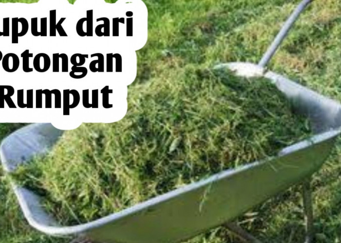 Mengolah Sisa Potongan Rumput Menjadi Pupuk Organik, Begini Cara Membuatnya