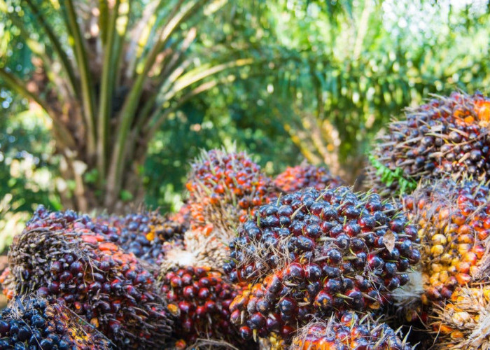 Siasati Selisih Harga Pabrik, Dinas Pertanian Dorong Petani Sawit Mukomuko Bentuk Koperasi