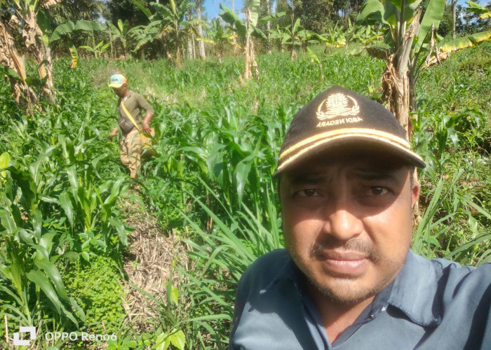 Kultur Tanah Cocok, Desa Bukit Menyan Kepahiang Optimis Panen Jahe dan Jagung Akan Dongkrak Perekonomian