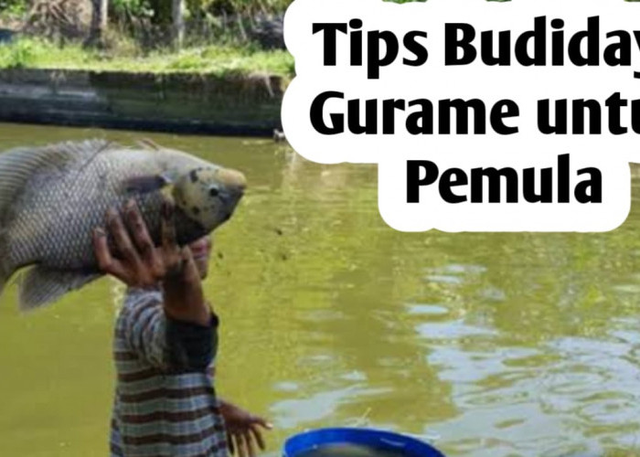 Tips Memulai Budidaya Ikan Gurame Bagi Pemula
