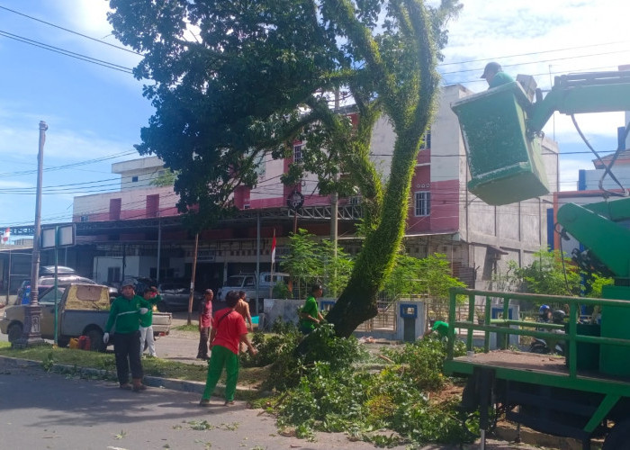 Berpotensi Bahaya, DLH Kota Bengkulu Pangkas Pohon di Pinggir Jalan Protokol