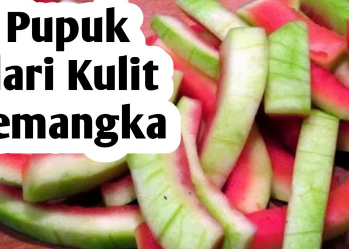 Manfaat Kulit Semangka, Bisa jadi Bahan Pembuatan Pupuk Organik