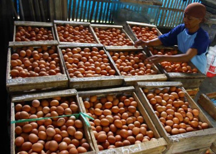 Harga Telur Naik Jelang Ramadan, Permintaan Pasar Meningkat