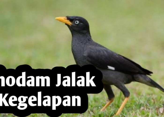 Kekuatan Khodam Jalak Kegelapan, Simak Selengkapnya