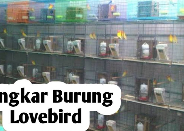 Tips Dalam Membuat Sangkar Burung Lovebird