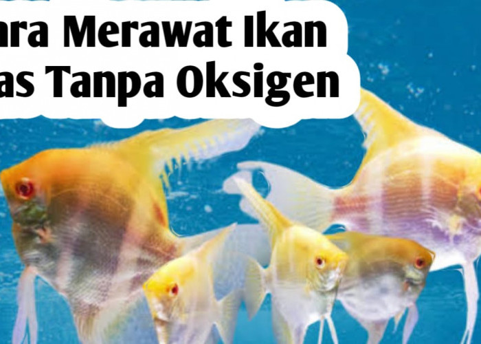 Tips Merawat Ikan Hias Tanpa Oksigen