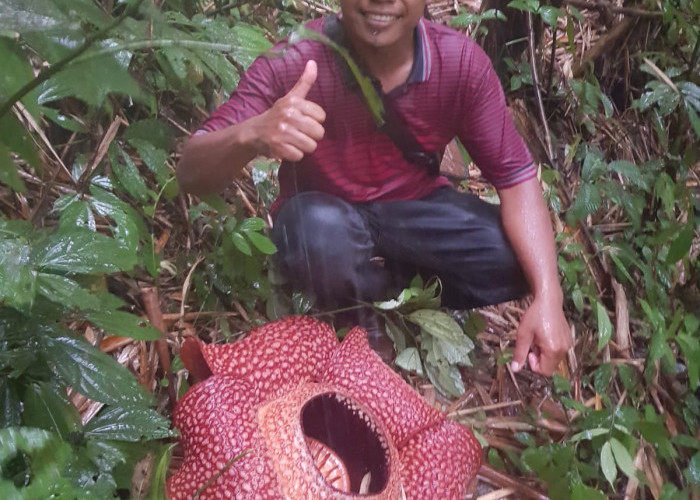 Rafflesia Arnoldi Mekar Sempurna di Rejang Lebong Bengkulu