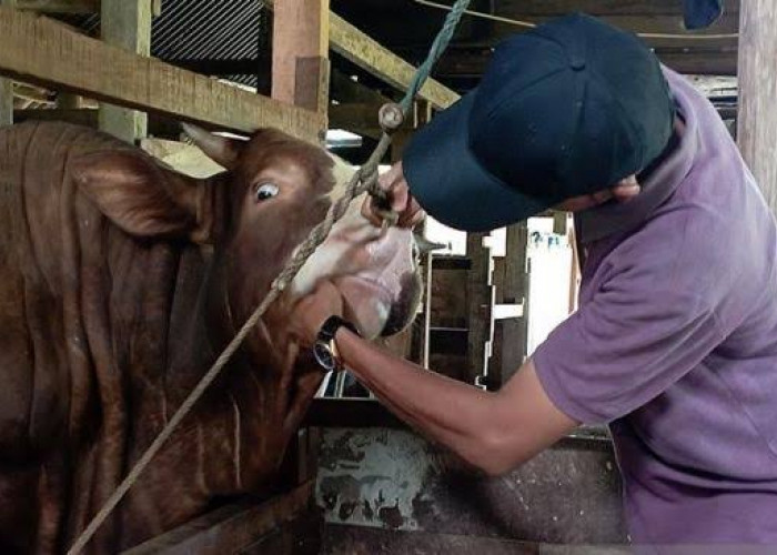 Waspada! 14 Ekor Sapi di Kota Bengkulu Terjangkit PMK 