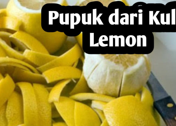 Manfaat Kulit Lemon, Bagus untuk Pupuk Tanaman