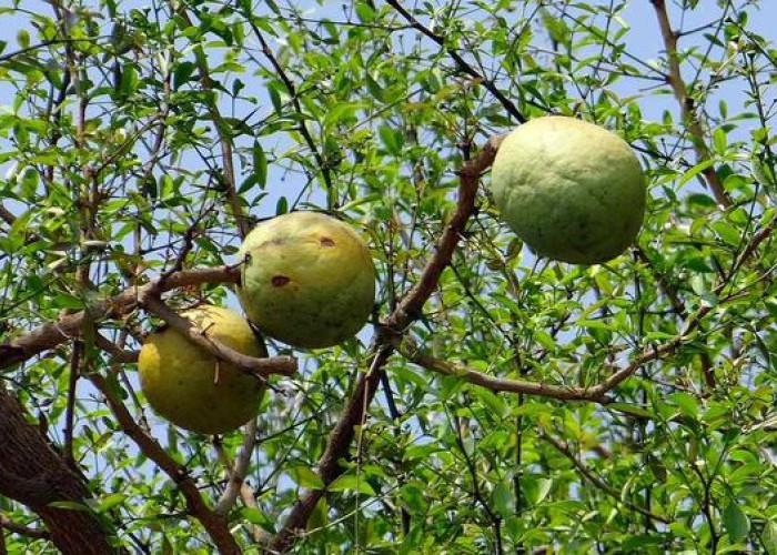 Jadi Sumber Riboflavin yang Sangat Baik, Inilah Manfaat Buah Maja untuk Kesehatan 