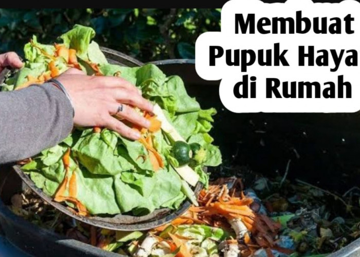 Cara Membuat Pupuk Hayati di Rumah, Simak Penjelasannya