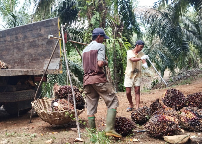 Harga Sawit di Mukomuko Fluktuatif, Petani Tetap Berharap pada Perbaikan Harga