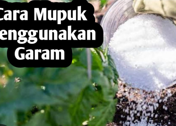 Menggunakan Garam Dapur Sebagai Pupuk Tanaman, Ini Cara Penggunaanya