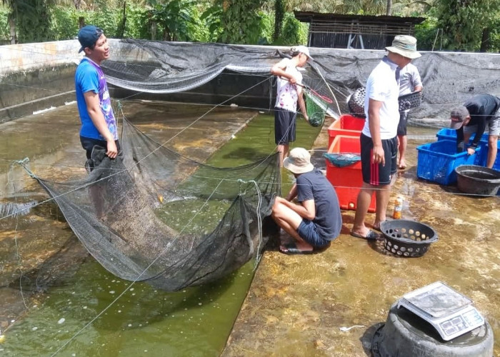 DKP Kota Bengkulu Sediakan Lele Murah dan Bibit untuk Warga