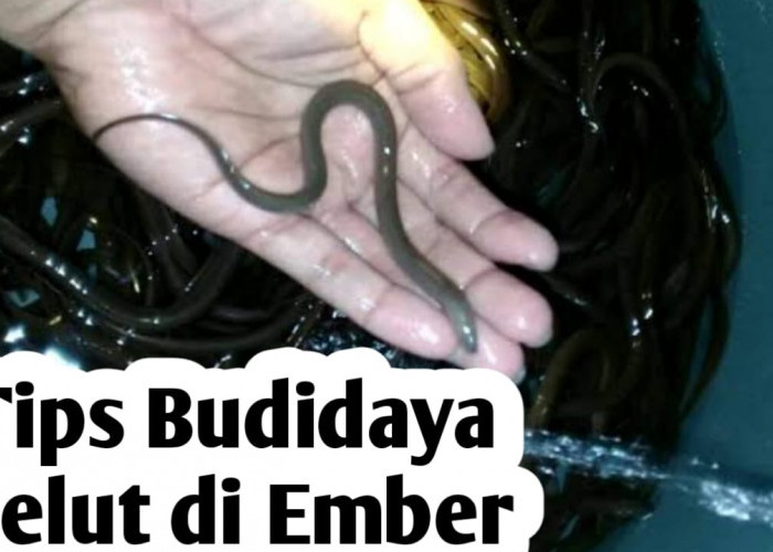 Tips Budidaya Belut di Dalam Ember
