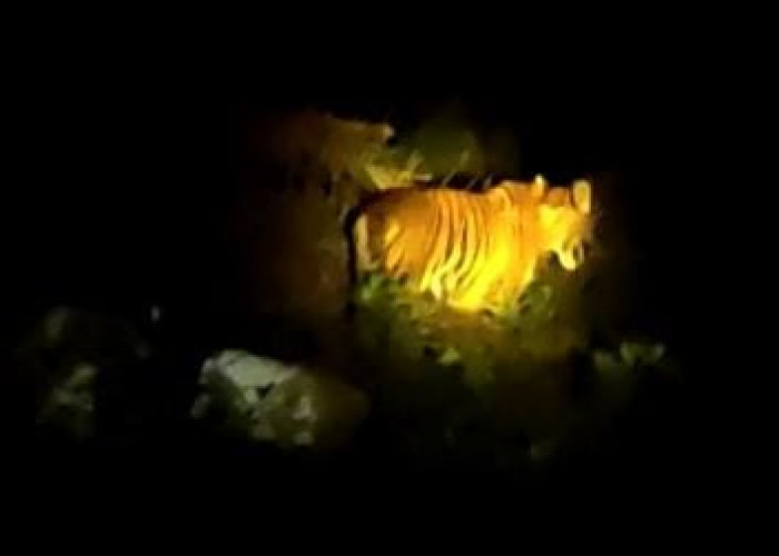Harimau Masih Berkeliaran di Malin Deman Mukomuko, Sudah Mangsa 12 Ekor Sapi dan 1 Ekor Kambing, Warga Cemas