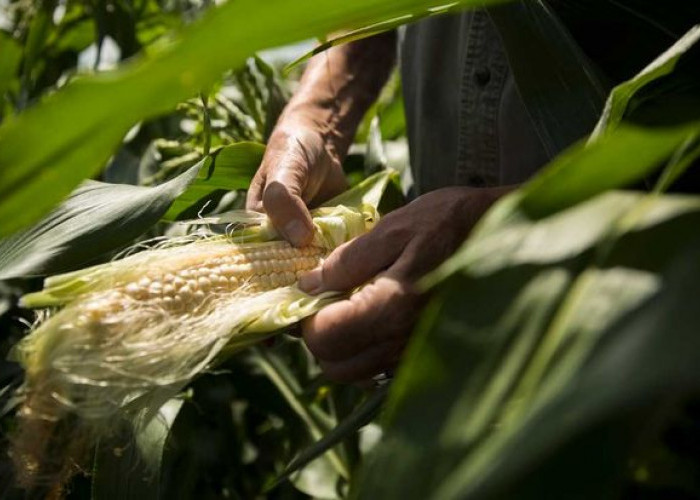 Benarkah Bisa Diolah Menjadi Teh? Inilah Beragam Manfaat Rambut Jagung Untuk Kesehatan