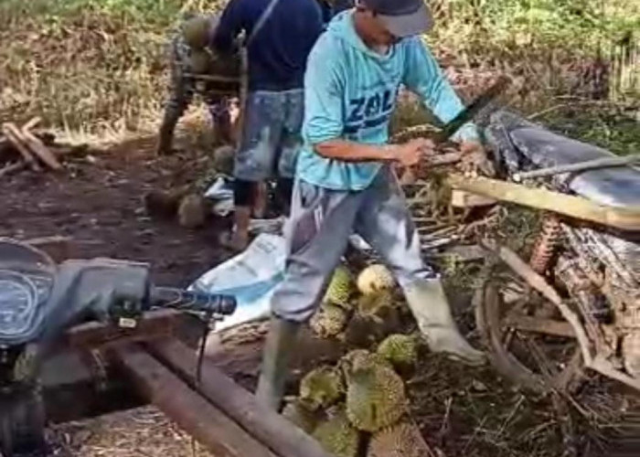 Kisah Petani Durian, Butuh Waktu 8 Jam Hingga 2 Hari untuk Bawa Durian dari  Kebun ke Pemukiman 