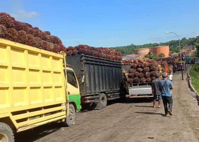 Harga TBS Hancur di Bawah Rp3.000, Dinas Pertanian Mukomuko Protes Keras ke Tim Provinsi Bengkulu