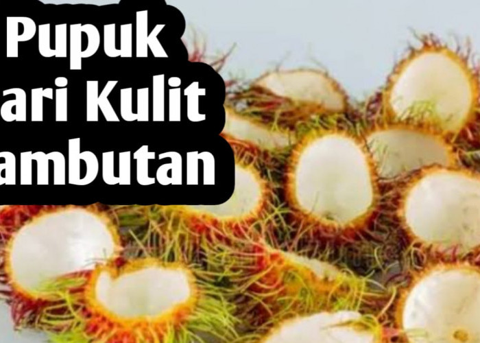 Jangan Dibuang, Kulit Rambutan Bisa Dijadikan Pupuk Organik