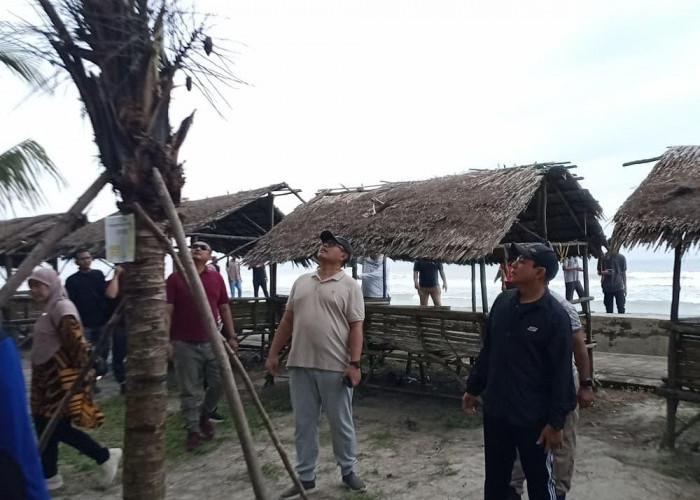 Walikota Bengkulu Pantau Perkembangan 10.000 Pohon Kelapa di Pantai Panjang