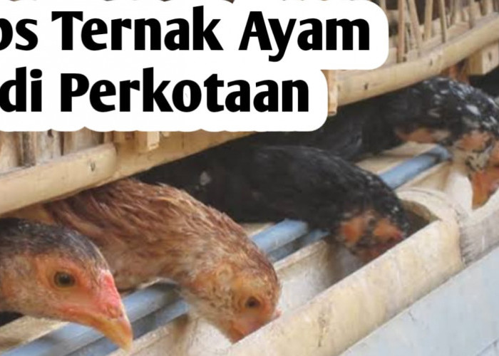 Tips Beternak Ayam di Kawasan Perkotaan