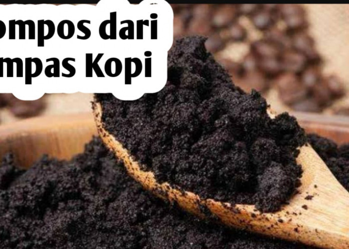 Membuat Pupuk Kompos dari Ampas Kopi, Ini Manfaatnya Bagi Tanaman