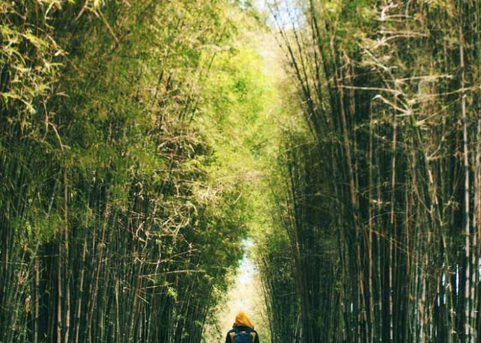 Hutan Bambu Keputih, Nikmati Suasana yang Menenangkan Hati di Tengah Hiruk Pikuk Kota Surabaya