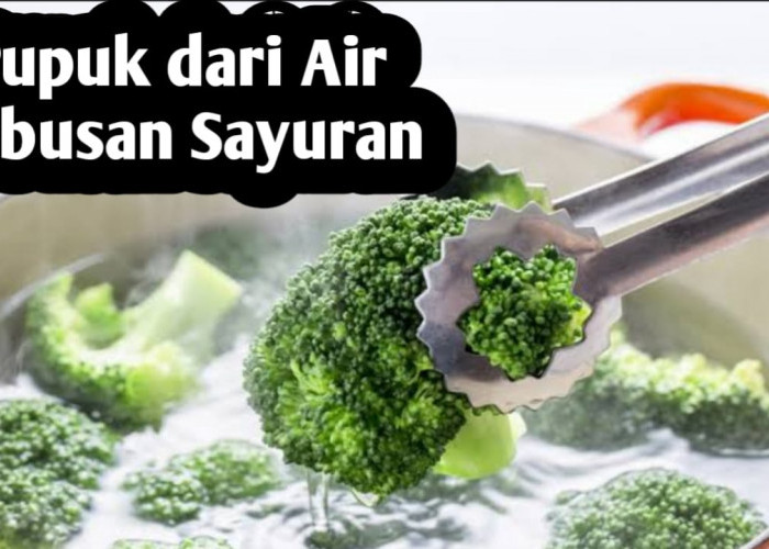 Gunakan Air Rebusan Sayuran Sebagai Pupuk Tanaman, Ini Manfaatnya