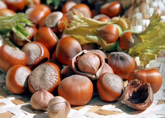 5 Manfaat Kacang Hazelnut, Kacang Camilan Enak Penghilang Stress
