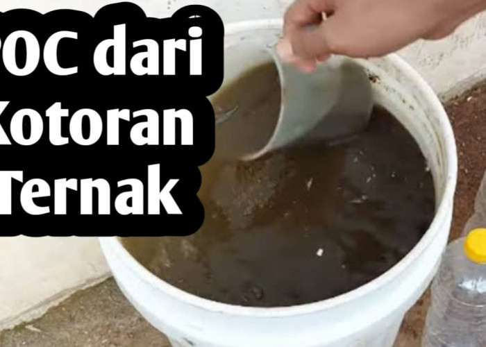 Membuat Pupuk Organik Cair dari Kotoran Ternak, Mampu Merangsang Pertumbuhan Tanaman