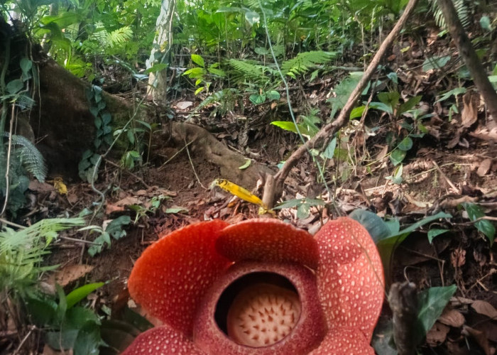 Dua Rafflesia Arnoldi Mekar Bersamaan di Rejang Lebong, Satu Lagi Menyusul