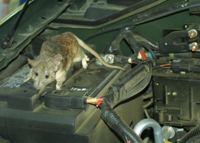 Ampuh Basmi Tikus:  Simak Cara Mengusir Tikus di Mobil 