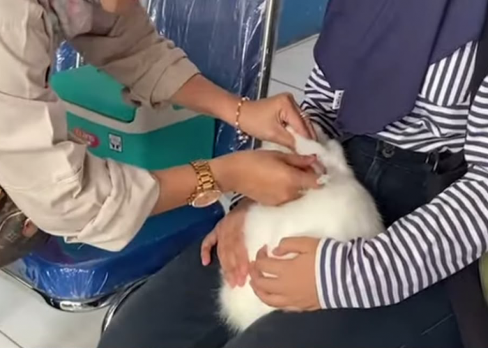 Pemkot Bengkulu Terima 500 Dosis Vaksin Rabies, DKPP Ajukan Tambahan Stok