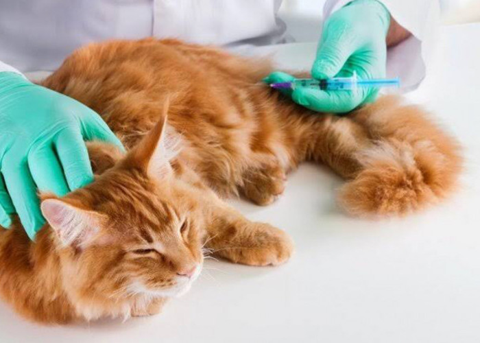 Mengenal Gejala dan Pencegahan Penyakit Umum pada Kucing