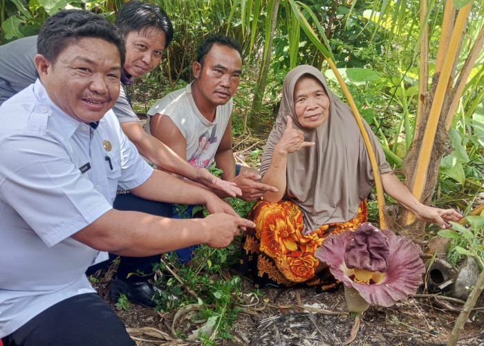 Bunga Bangkai Mekar di Pematang Gubernur