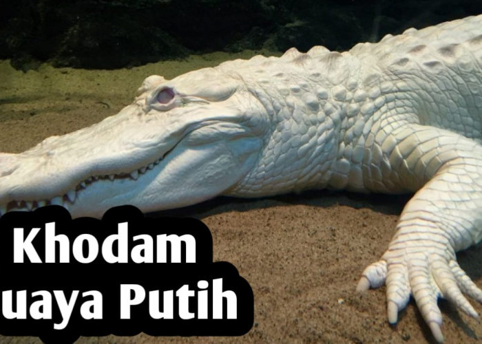 Kekuatan Khodam Buaya Putih, Miliki Energi Alam yang Luar Biasa Kuat