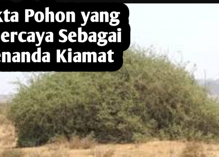 Fakta Pohon yang Dipercaya Sebagai Penanda Kiamat, Salah Satunya Melindungi Musuh Allah SWT