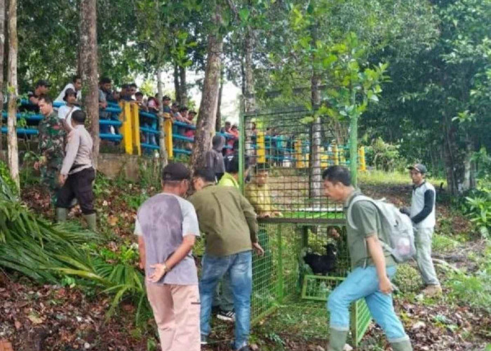 BKSDA Bengkulu Siagakan Personel dan Pasang Perangkap Harimau yang Meresahkan