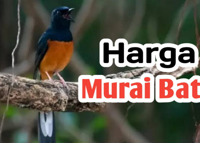 Simak Daftar Harga Burung Murai Batu di Indonesia