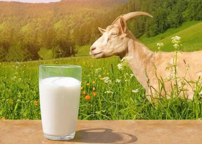 Ini Dia 10 Manfaat Susu Kambing Etawa dan Kelebihannya Dibandingkan Susu Sapi