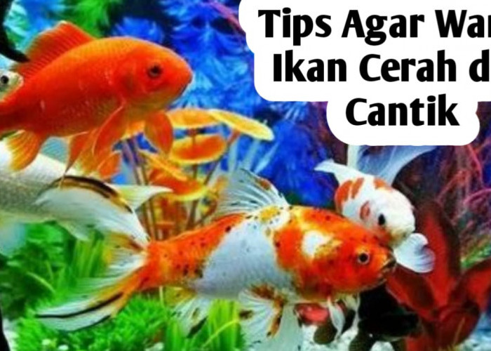 Tips Agar Ikan Hias Berwarna Cerah dan Cantik