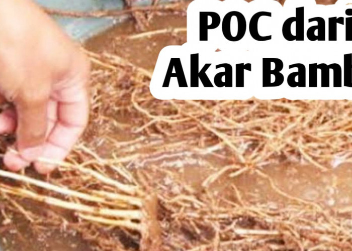 Membuat Pupuk Organik Cair dari Akar Bambu, Ini Manfaatnya