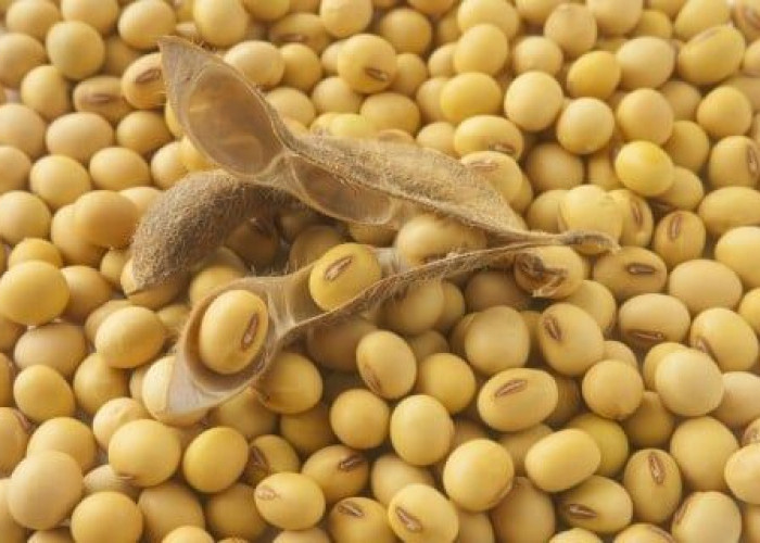 Simak 5 Manfaat Kacang Kedelai untuk Kesehatan