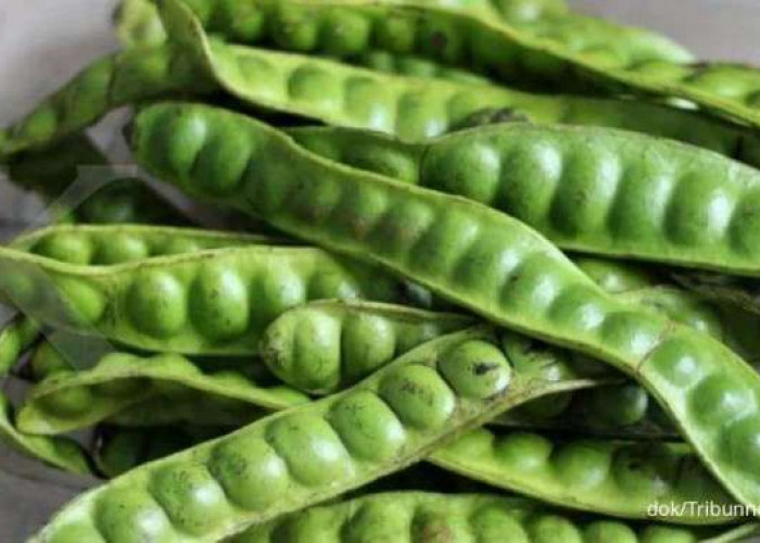 Yuk Kenali 5 Manfaat Petai Rebus bagi Kesehatan yang Jarang Diketahui