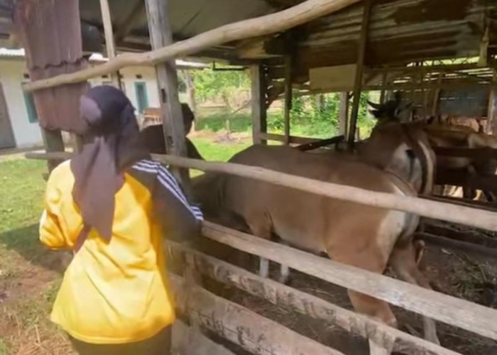 DKPP Kota Bengkulu Intensifkan Pengawasan dan Vaksinasi Ternak, Ratusan Dosis Disalurkan