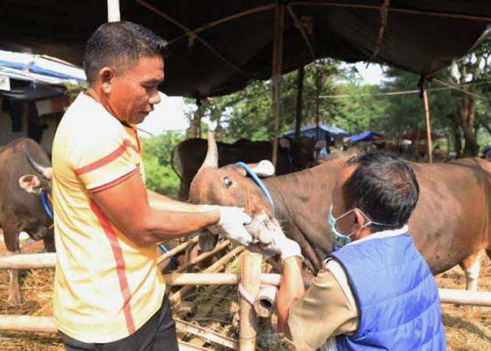 DKPP Kota Bengkulu Perketat Pemeriksaan Hewan Kurban Jelang Idul Adha 1447 H