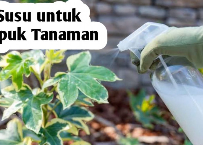 Manfaat Susu, Bisa Digunakan Sebagai Pupuk Tanaman