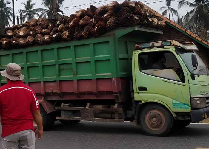 Truk Batu Bara dan Sawit Dilarang Masuk Kota Bengkulu Mulai 24 Maret 2025, Dishub Siapkan Pos Pengamanan