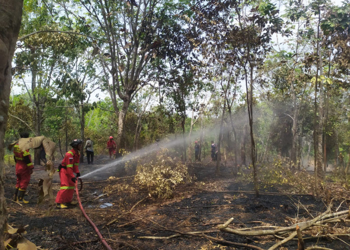 Kebun Karet Seluas 1,5 H Terbakar di Betungan Kota Bengkulu Terbakar, Diduga Disebabkan Puntung Rokok